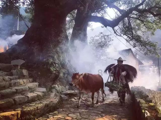 中国最高树上发现50余种高等植物，这项发现会带来哪些影响？游戏画面